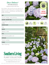 Southern Living Plant Collection 25642 Specyfikacja
