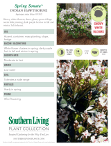 Southern Living Plant Collection 51693 Specyfikacja